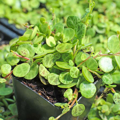 String of Turtles Succulent, Live Trailing Houseplant, Hanging String of Turtles Plant in 3 Inch Pot