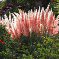 4 Pink Pampas Grass Plants Live for Planting, 2.5" Pot, Potted Pampas Grass Live Plants Shrub Indoors Outdoors