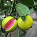 Guava Tree Live Plant, Tropical Guava Fruit Seedling, 5-9” Height, in Pot for Planting Home Garden (Pink Guava)