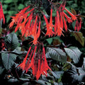 2 Red Fuchsia Plants Live, Hardy Fuchsia Flower for Hanging Baskets and Containers, Plugs 3-5" Tall