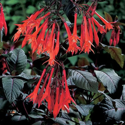 2 Red Fuchsia Plants Live, Hardy Fuchsia Flower for Hanging Baskets and Containers, Plugs 3-5" Tall