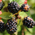 Chester Thornless BlackBerry Live Plant, 5-8" Tall, Hardy BlackBerry Bush, Sweet BlackBerry Fruit Plants Live for Planting in Garden, No Pot