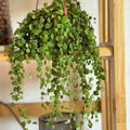 String of Turtles Plant Live, Trailing Succulent Vine, Rare Live Indoor Plant in Pot