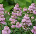 Live Pink Bluebeard Plant Shrub Bush Flower Plant, Caryopteris Plant in 2.5 Inc Pot