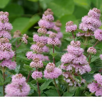 Live Pink Bluebeard Plant Shrub Bush Flower Plant, Caryopteris Plant in 2.5 Inc Pot