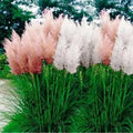2 Pampas Grass Plant Live in 2.5" Pot, Ornamental Grass Live Plant for Growing Your Garden (Mix Pampas Grass)