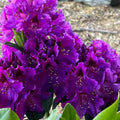 1-2 Ft Deep Purple Rhododendron Plants Live, Azalea Rhododendron Bush Shrubs in 1 Gallon Pot for Planting, Azalea Bush Ready Plant, Live Rhododendron Plant Azalea