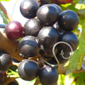 Grape Vine Live Plant 1-2 Year Old, Sweet Grape Plant Live for Growing, Grape Fruit Well Rooted Plant Bareroot (Black Muscadine Grape)