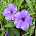 Mexican Petunias Live Plants, Purple Mexican Petunia Plant Live in 4" Pot, Starter Plant from 3 to 5 Inches Height, Vibrant Shrub for Outdoor Garden