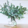 Live Eucalyptus Plant Indoor, 4 to 6 Inc Tall, Blue Eucalyptus Plant Live for Gardening Indoor or Outdoor