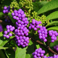 Beautyberry Plant Live, 4 to 6 Inches Tall, Berry Bushes Live Plants for Planting, American Beautyberry Fruits Trees, 4 Inc Pot, Well-Rooted