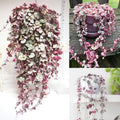 Ceropegia Woodii Variegated String of Hearts Live Plant, Rare Trailing Succulent Vine in 2.5" Pot, Indoor Hanging Plant