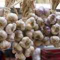 Garlic Bulbs for Planting, 1/2 Lbs, 4 to 5 Garlic Bulbs for Growing