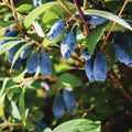 Haskap Berry Plant Edible Honeysuckle Blue Haskap Fruit Tree, 4-6 Inch Honeyberry Plant for Gardening