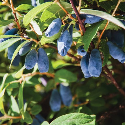 Haskap Berry Plant Edible Honeysuckle Blue Haskap Fruit Tree, 4-6 Inch Honeyberry Plant for Gardening