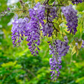 Purple Wisteria Tree Live Plant 9 Months Old Tree in 2.5 Inch Pot, Wisteria Live Plant, Wisteria Vine Plant, Perennial Flowers