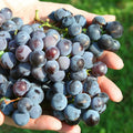 Concord Grape Vine, Cold Hardy Grape Tree Live Plant, 1-2 Year Old, Sweet Fruit Trees