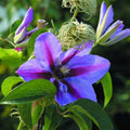 Purple Clematis Vine Plant Live for Planting, Fragrant Clematis Plant Live in 2.5 Inches Pot, Clematis Flowers Perennial
