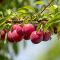 Cherry Plum Live Plant, 2-3 Ft Tall