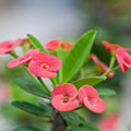Crown of Thorns Plant, Red Euphorbia Milii Crown of Thorns Plant, Cactus Plant Live in 4 Inches Pot, Live Cactus Plant Indoor