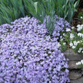 Blue Lavender Creeping Phlox Plants, Starter Phlox Live Plant, Well Rooted, Creeping Perennial Ground Cover, 2 to 4 Inc Tall