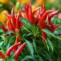 Long Thin Red Pepper Plant Live in 2.5 Inch Pot for Planting Outdoor