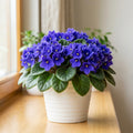 African Violet Plant, Violet Live Plant, 3-5 Inc Tall, Blue Blooms