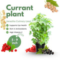 Live Currant Bush Plant Fast Growing, Ready Bear Fruit Within 1 Year - No NC, WV, NH, 6-14" Tall, Great for Backyard or Orchard Growing, Currant Plant (Black)