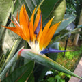 Orange Bird of Paradise Plant Live, 6 to 10" Tall, Well Rooted, Strelitzia Reginae Houseplant Indoor Outdoors Garden