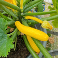 Set 2 Yellow Squash Zucchini Plants Live Vegetable Plant, 5-7''