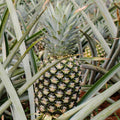02 Pineapple Plants Live for Outdoor Full Sun Spring Planting, Cold Hardy Fruit Tree Starter from 4-6" in Tall, No Pot (Sugarloaf Pineapple)