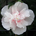 Rose of Sharon Plant, Hardy Althea Hibiscus Flowering Shrub in 4'' Pot, Outdoor Garden Starter Plant for Landscape or Hedge (Double Pink)