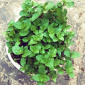 Live Mint Herb Plant, Perennial Mint Plant, Fragrant Mints, 3.5 Inch Pot for Indoor or Outdoor Growing (Chocolate Mint)