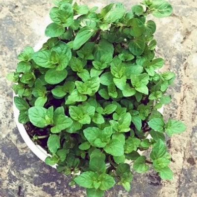 Live Mint Herb Plant, Perennial Mint Plant, Fragrant Mints, 3.5 Inch Pot for Indoor or Outdoor Growing (Chocolate Mint)