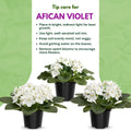 African Violet Live Plant in 4 Inch Pot, Flowering Houseplant, Easy Care Indoor Plant with Vibrant Blooms (White African Violet)