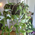 Green Tradescantia Live Plant 2.5 Inches Pot, House Plant, Trailing Plant Live