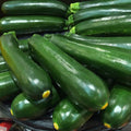 Set 2 Squash Plants Live for Planting, Green Zucchini Plants Live for Planting, Vegetable Plant 4 Inches Pot