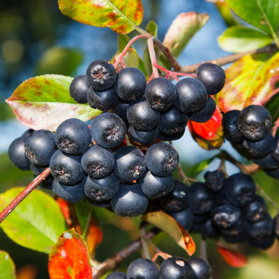 Black Chokeberry Plant, Chokeberry Plant Live, 5-9 Inc Tall, Hardy Fruit Tree for Outdoor Garden