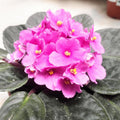 Pink African Violet Plants Live in Pot, Flowering Violets Indoor Outdoor Blooming, Vibrant Color Houseplant Décor Year-Round