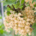 Golden Currant Live Fruit Plant, 6-12" Tall Starter Shrub for Garden, Patio, and Outdoor Spring Growing