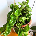 Hindu Rope Plant Live Plant, Hoya Live Plant in 3 Inches Pot to Grow