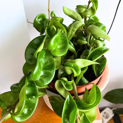 Hindu Rope Plant Live Plant, Hoya Live Plant in 3 Inches Pot to Grow