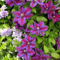 Clematis Vine Plant Live for Planting, Clematis Plants Live, 4 to 6 Inch Tall, 2.5 Inc Pot Well Rooted, Clematis Seeds Perennial, Stripe Purple