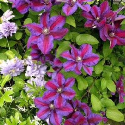 Clematis Vine Plant Live for Planting Outdoor, Clematis Plants Live, 4 to 6 Inch Tall, 2.5 Inc Pot, Perennial Fragrant Flowers Plant, Stripe Purple
