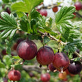 Jeanne Gooseberry Plant Live for Planting, Gooseberry Bush Live Plant 5 to 9 Inch Height, Gooseberry Fruit Tree