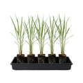4 Large Lemongrass Plants Stalks Well-Rooted, Lemon Grass Stalks Trim Back, Herb Perennial Plants Well Rooted for Planting Indoor Outdoor, No Pot