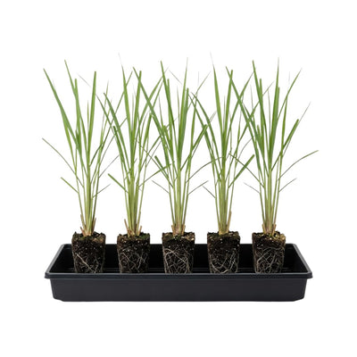 4 Large Lemongrass Plants Stalks Well-Rooted, Lemon Grass Stalks Trim Back, Herb Perennial Plants Well Rooted for Planting Indoor Outdoor, No Pot