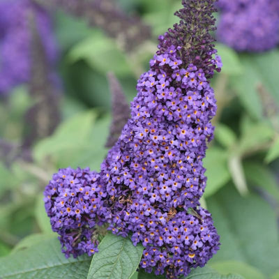 Blue Purple Butterfly Bush Live Shrub Plant Shrub, Buddleia Bush Well Rooted, 5 to 10 Inc Tall