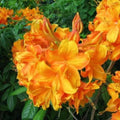Big 1 Gallon Brilliant Orange-Yellow Rhododendron Plants Live, 1-3 Years Old Azalea Plants Live Shrubs Bushes for Planting, Very Well Rooted