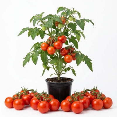 Big Tomato Live Plants, Red Tomato Plant 3-5" Tall
